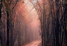 另一面 ｜ 机器人时代！投篮比库里准还会打乒乓 接下来要与人比马拉松.